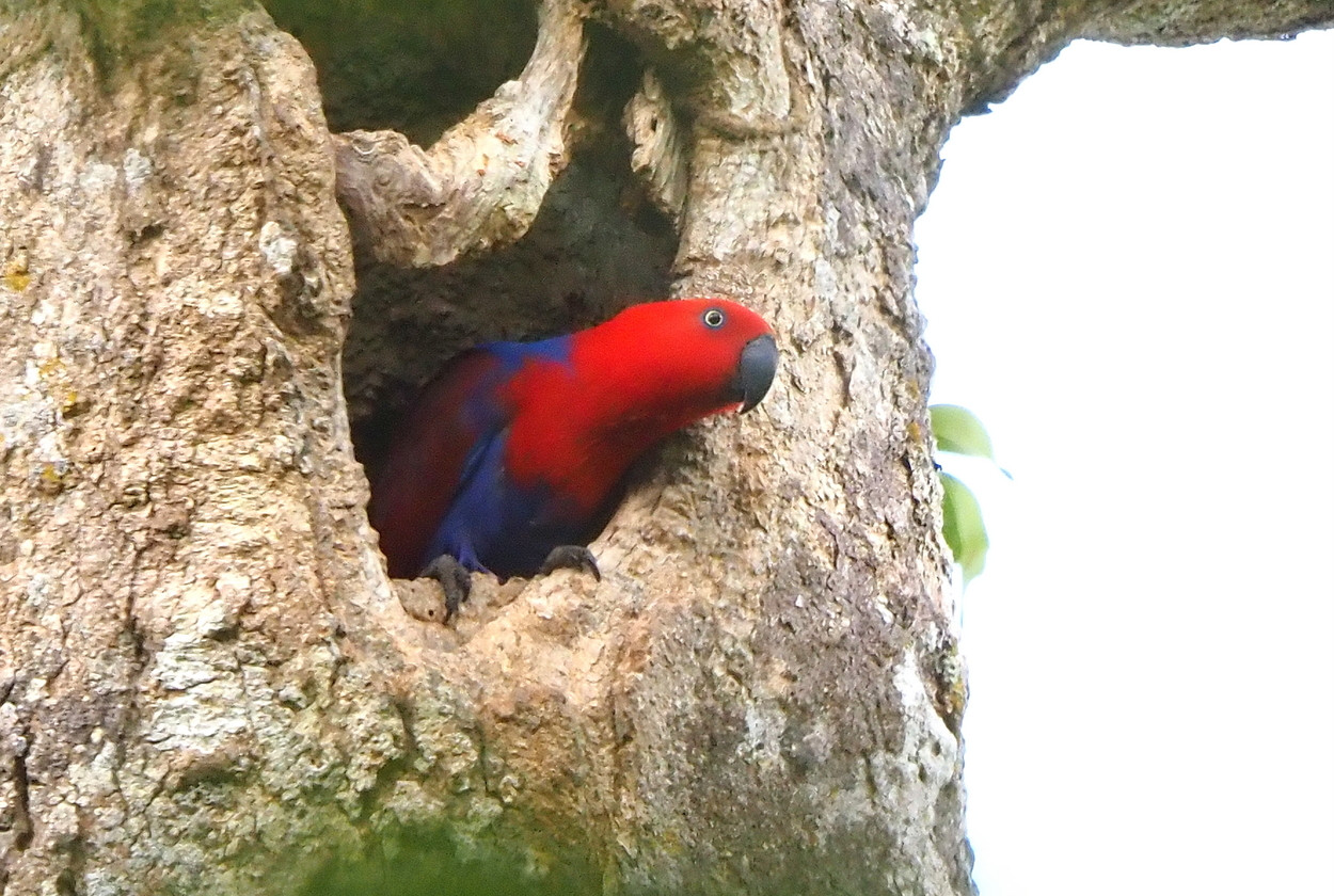 image Eclectus Parrot